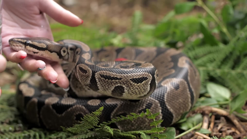 Trainer corrects a snake in 1080p 50fps