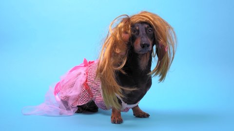 Funny black and tan dachshund wearing golden blond wig and bright pink baby doll dress stands on blue background and turns its head from side to side. Feminine pet portrait.