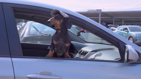 Cute little dachshund in funny cap peeking out from the opened right car window. Pretty face expression, looks around with curiosity. Outdoors, travel with pet concept.