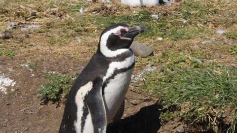 A Magellanic Penguin in the sun at Magdalena Island, Punta Arenas, Chile. Camera handheld.