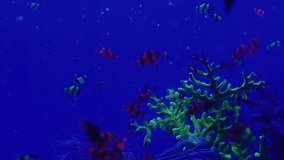 A flock of exotic fish swim near the reef. Pisces swim in a blue water aquarium. Underwater background video for design.