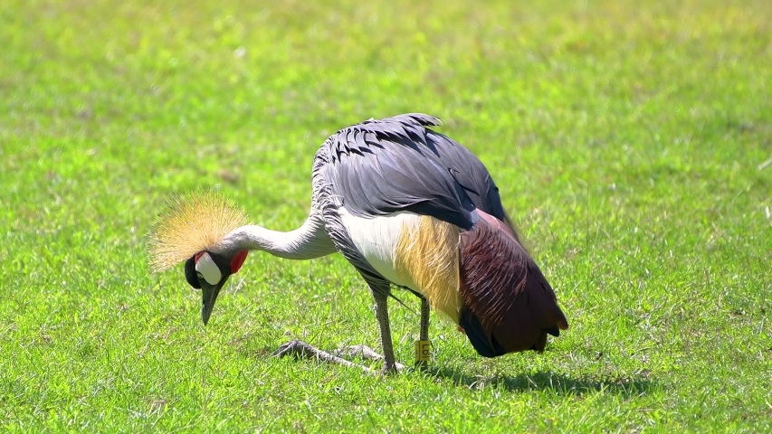 Blue Crane standing up image - Free stock photo - Public Domain photo ...