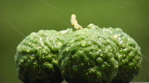 Bergamot fruit with water drop on green blurred background.nature gives freshness concept 