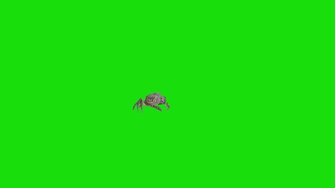 This stock video shows a crab moving in front of a green screen.
