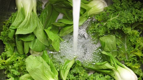 Washing in water in sink green pok choy and kale cabbage leaves in kitchen, organic healthy food