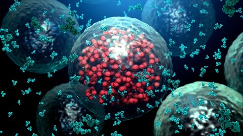 Antibodies destroy an infected cell by a  virus, immun defense kill the infected cell 