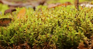 Close up video of Yellow dry leaves lie on a wet green moss, droplets of morning dew on a moss, an out-of-focus background, saturated green color