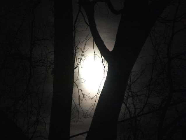 moon seen behind trees