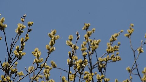 Insect bees collect nectar from the inflorescences of willow branches in early spring against a blue sky, closeup. A picture of nature in springtime.