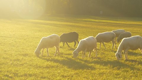 LENS FLARE, CLOSE UP: A flock of adorable white and black sheep wander around a pasture and eat grass on a sunny summer evening. Golden sunbeams shine on sheep grazing in the scenic countryside.