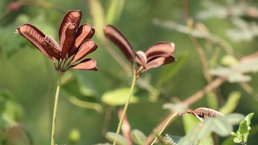 Culinary and medicinal herb plants. Ripe pods and seeds of wild Neptunia oleracea known as water mimosa or sensitive neptunia swaying in the wind