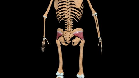 This video shows the gluteus minimus muscles on skeleton