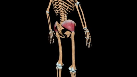 This video shows the gluteus medius muscles on skeleton