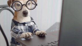 dog in glasses sitting in front of computer. Freelancer working from home. Watching movie from laptop. Video footage. Stay home.  Freelancer work home during quarantine Social distancing lifestyle.
