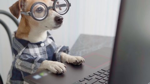Smart dog programmer coder accountant blogger using computer. Funny pet in nerd glasses typing on laptop keyboard. Freelancer lifestyle working from home. quarantine Social distancing. video footage