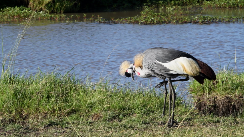 Grey crowned crane preening it