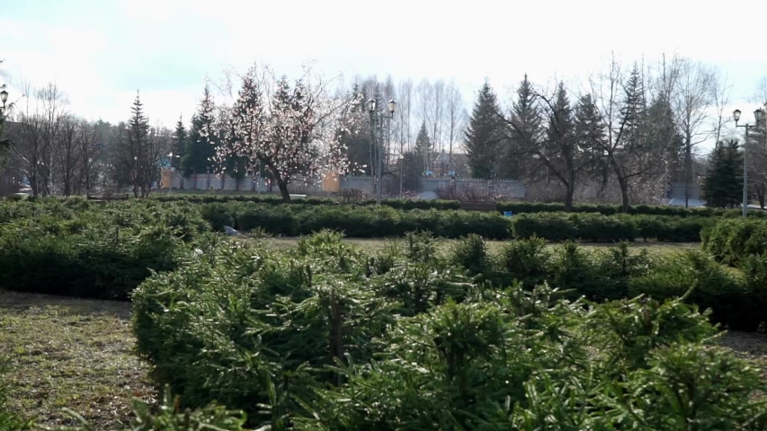 Spring Park in the afternoon with a tree