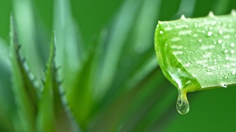 Super Slow Motion Shot of Aloe Vera Gel dripping from Aloe Plant at 1000fps.