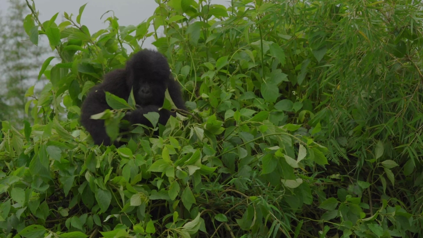 Baby Mountain Gorilla making the days nest