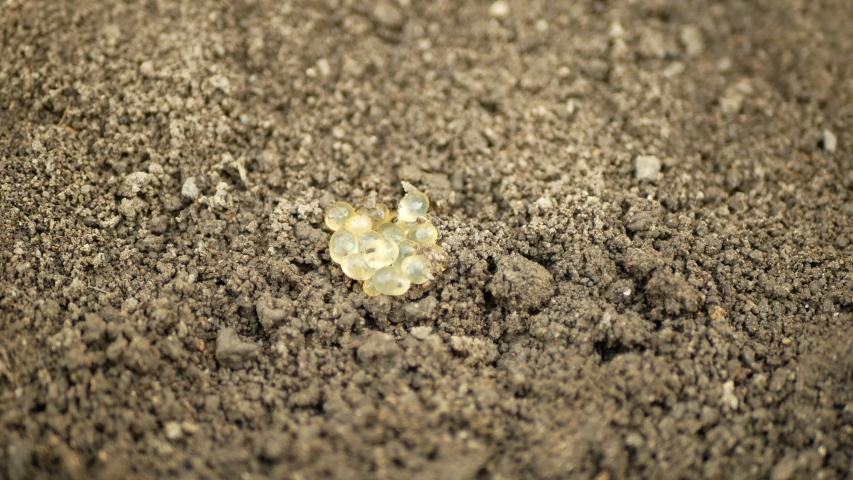 Slug field