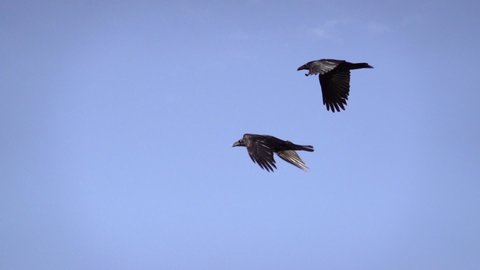 Two ravens flying slow motion silhouetted on blue sky
