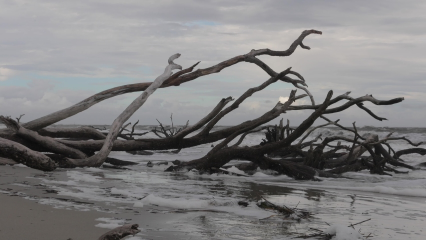 Landscape and Beach in Edisto Island in South Carolina image - Free ...