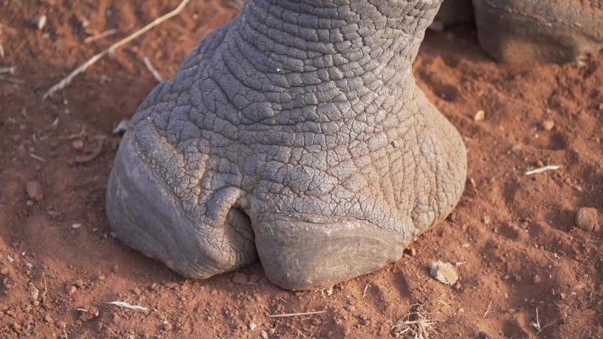 rhino feet closeup in Africa  Royalty-Free Stock Footage #1050408298