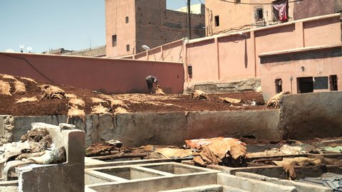 MARRAKESH, MOROCCO- JUNE, 11, 2019: a worker collects animal hides drying in the sun at an ancient tannery in marrakech, morroco