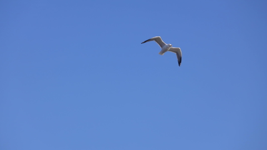 Bird seagull flying over the sea waves