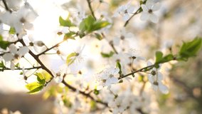 Closeup view 4k video of beautiful blooming with small white flowers branches of fruit trees isolated at sunny sunset sky background.