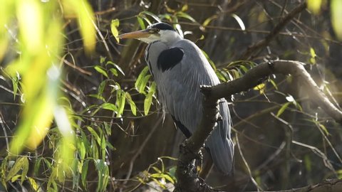 Wild, Grey heron, perches on branch over river