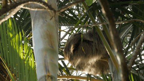 White sloth sleeping in palm tree in Monteverde region in Costa Rica. Light brown lazy sloth resting on tropical tree. Low angle 