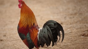 Rooster crowing in slow motion