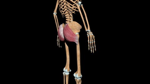 This video shows the gluteus maximus muscles on skeleton