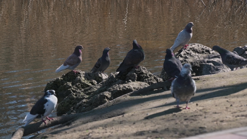 Group of pigeons in park area close to fresh water pond