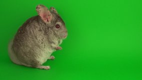 Gray chinchilla on a green background screen.