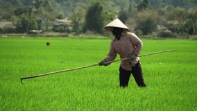 authentic video of asian farmer working on rice plantation, Vietnam. real people portrait - rural worker in Asia. Rice grow, agriculture industry, farming.