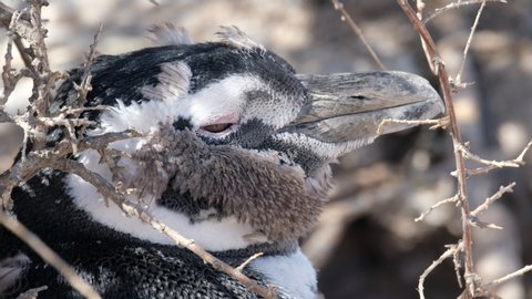 Close up view of the Magellanic penguin (Spheniscus magellanicus) relaxing on land