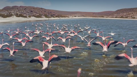 Aerial Flamingos. San Pedro de Atacama, Antofagasta - Chile. Desert.