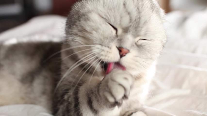 British Scottish fold cat is washing her tongue. happy cat washes, licks his paw. cat is lying. beautiful tabby cat. pet is resting in the room. Stay at home | Shutterstock HD Video #1050468217