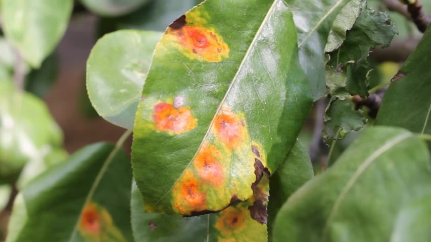 pear green leaves red spots rust Stock Footage Video (100% Royalty-free ...