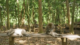 Two funny monkeys are resting on a bench. Tourist destination of Bali. Animals in their natural habitat.