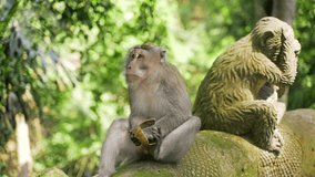 Funny monkey sitting on a rock and eating a coconut. A monkey eats next to a sculpture of a monkey. Monkey forest in Ubud is a tourist destination.