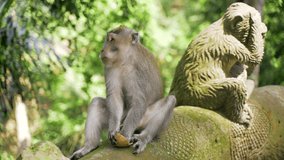 Tourist destination of Ubud in Bali. A monkey in the monkey forest in Ubud eats a coconut sitting next to a sculpture of a monkey.