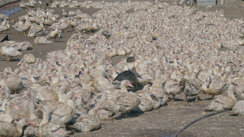 Many ducks in duck farm. People, Workers collect and load ducks on a truck from a duck farm.