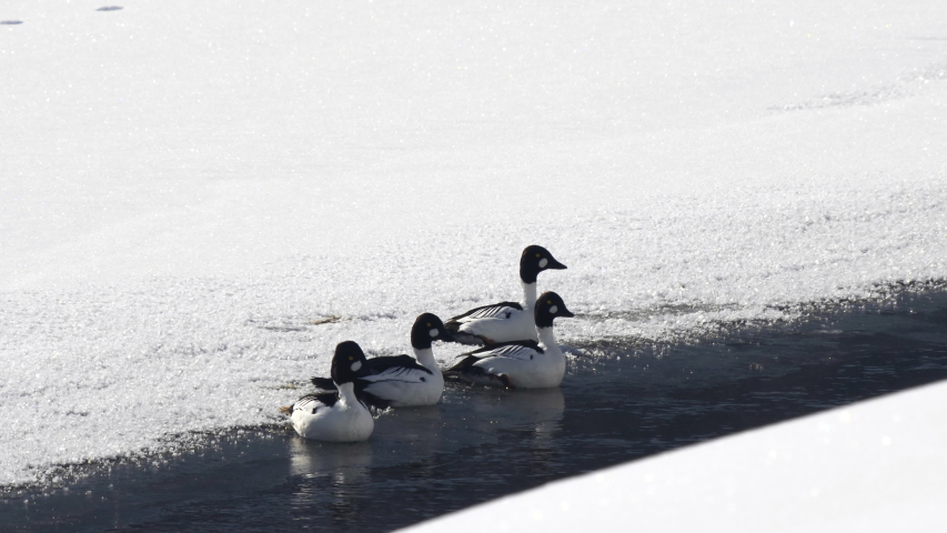 winter shot of a flock of common goldeneye ducks taking flight from a partially frozen lamar river in yellowstone national park, usa