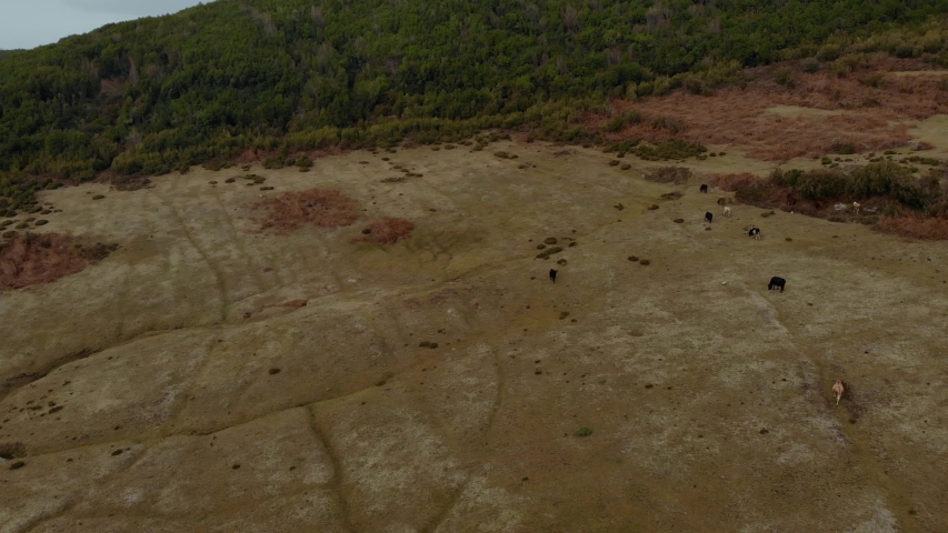 Mountain slope with cows grazing in dried brown grass pastures on a winter day in Alps mountain of Europe, aerial