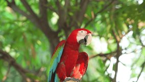colorful macaw birds closeup portrait shots in green background video cute beautiful