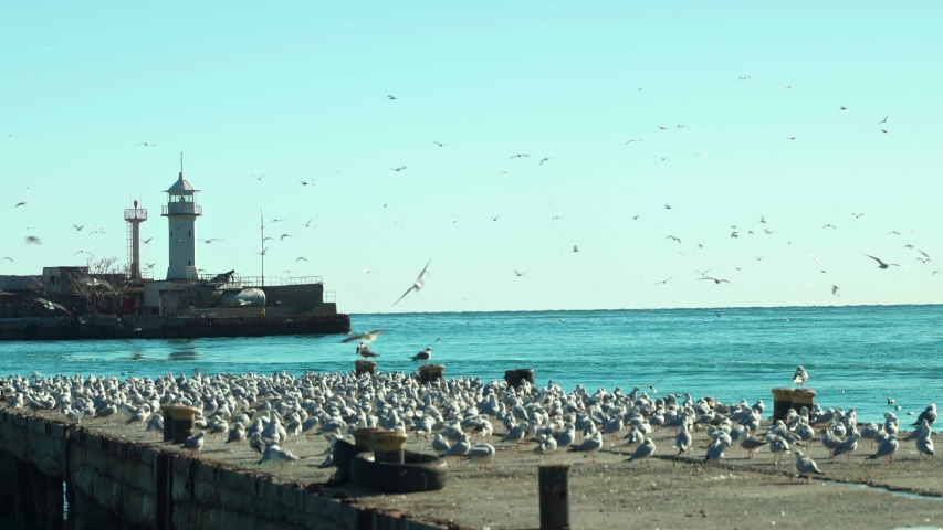 Crimea, Yalta. Lighthouse, sea pier and a flock of seagulls. A flock of seagulls flies over a pier and a lighthouse. 4k