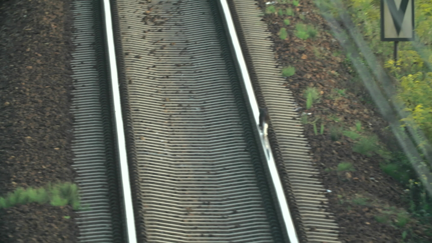 
a cat walking on railway tracks